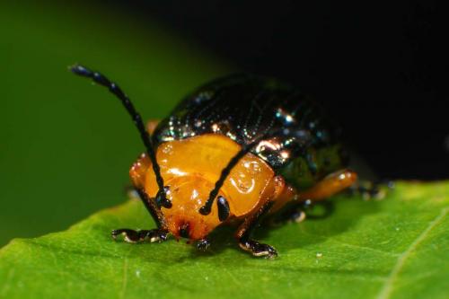 blue oides leaf beetle